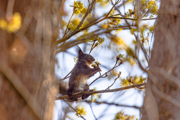 A squirrel sits on a branch and eats the flowers of a tree