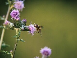 Eine Schwebfliege, die wie eine Wespe aussieht, sitzt auf einer Blume im Sommer