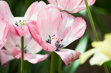 heads of light pink tulips in a flower bed at close range, natural background