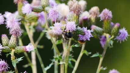 Eine Biene hängt kopfüber an einer Blume im Sommer