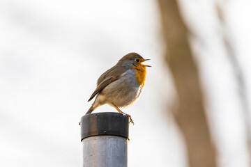 A robin sits on a wooden fence