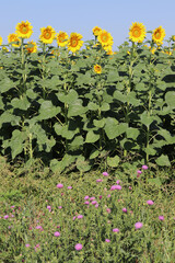 sunflowers in the field