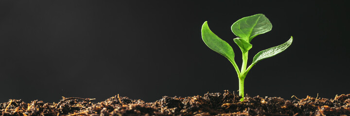 a Green seedling growing on the ground in the rain