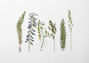 Pressed dried flower and plants on white background. Beautiful herbarium