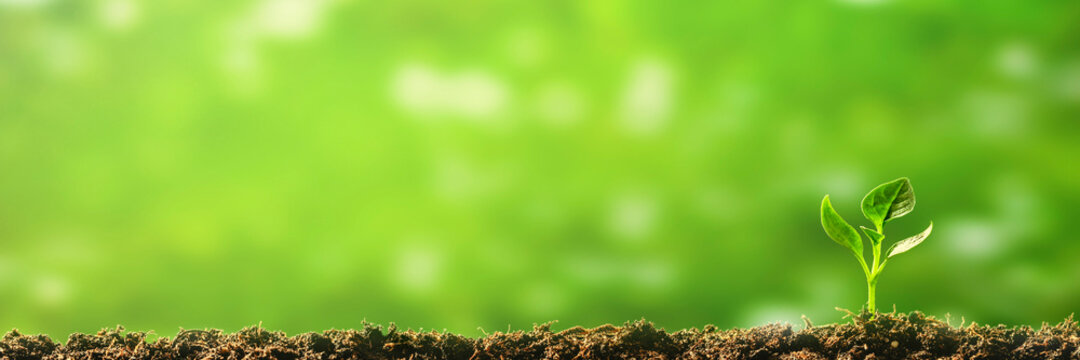 Green seedling growing on the ground in the rain