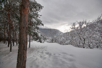 Winter trees in mountains covered with fresh snow. Beautiful landscape with branches of trees covered in snow. Mountain road in Caucasus. Azerbaijan