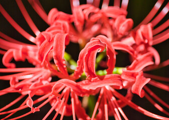 Cluster amaryllis in Kinchakuda,  秋の巾着田の曼殊沙華