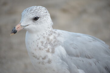 close up of a seagull