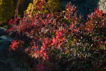 Fototapeta na wymiar Red and Orange Autumn Leaves Background. Nature shot.