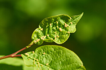 Gallmilben (Eriophyidae) an einem Blatt