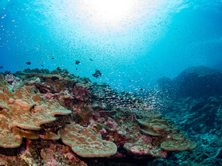 Beautiful hard coral and tropical fish under sunlight.