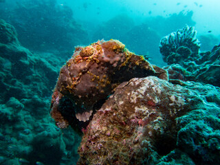 Fototapeta na wymiar Brown Frog fish hire on the hard coral reef.