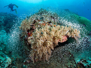 Naklejka na ściany i meble Schools of Tropical fish moving around coral reef.