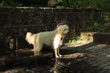 Goldendoodle spielt in der Prinzenquelle in Kassel