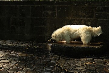 Goldendoodle spielt in der Prinzenquelle in Kassel