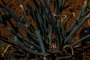 leek plant, the leaves of this plant are useful for kitchen spices
