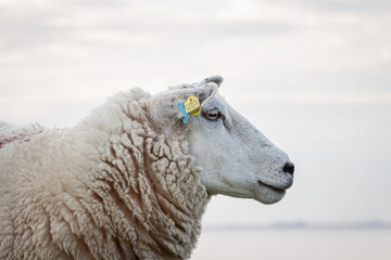 Schaf auf einem Deich bei schönem Wetter mit der Nordsee im Hintergrund