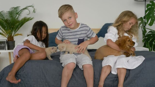 two little girls and boy playing with cocker spaniel puppy and Scottish Fold kitty on bed