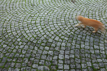 Granite Cobblestone Pathway Sultanahmet Istanbul