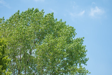 風に揺れる青葉　8月