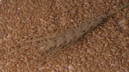 Wheat grains and spikelets on white background.