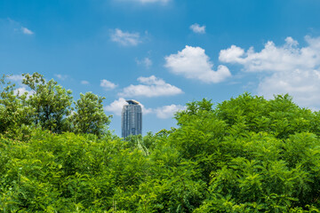 夏の埼玉県川口市の風景　荒川河川敷　8月