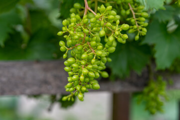Not ripe grapes hanging outside in the garden, close up photo
