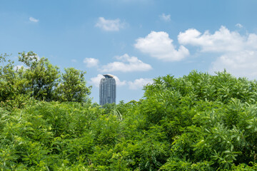 夏の埼玉県川口市の風景　荒川河川敷　8月