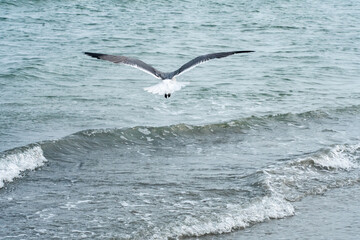 Seagull flying over the ocean waves