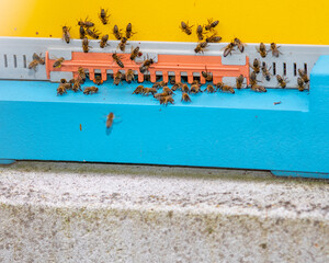 Fototapeta premium Honey bees flying and crawling around their beehive photo made in Weert the Netherlands