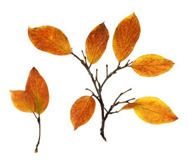 Naklejka premium Autumn twig with colorful leaves isolated