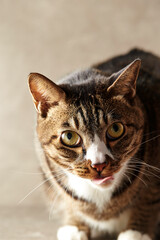 close up portrait of a cat