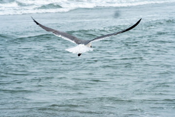 Seagull flying over the Atlantic Ocean