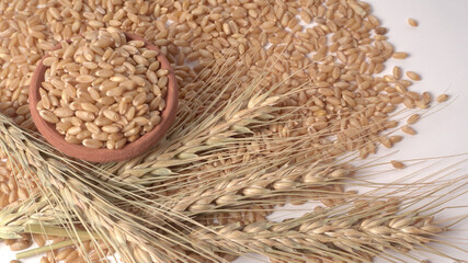 Wheat grains and spikelets on white background.
