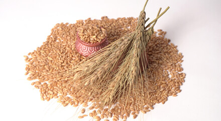 Wheat grains and spikelets on white background.