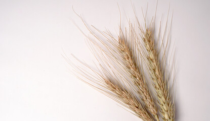 Wheat grains and spikelets on white background.