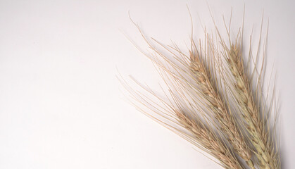 Fototapeta premium Wheat grains and spikelets on white background.