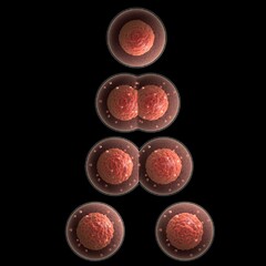 cell division