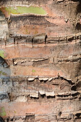 Macro of a Palm Tree Trunk Texture Background.  Trunk texture close up.