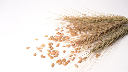 Wheat grains and spikelets on white background.