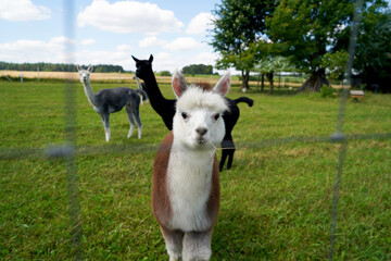 Fototapeta premium Alpaca with beautiful fur is often confused with llama, photographed in a Bavarian breeding enclosure