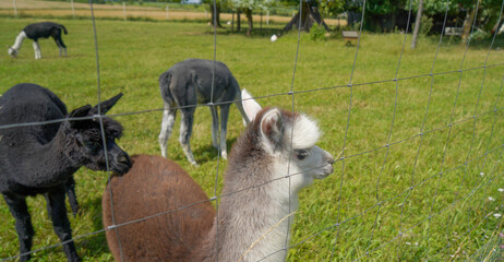 Fototapeta premium Alpaca with beautiful fur is often confused with llama, photographed in a Bavarian breeding enclosure