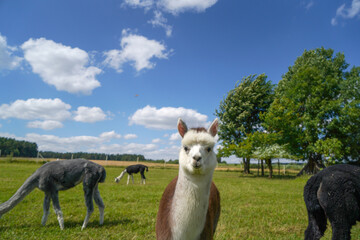 Alpaca with beautiful fur is often confused with llama, photographed in a Bavarian breeding enclosure