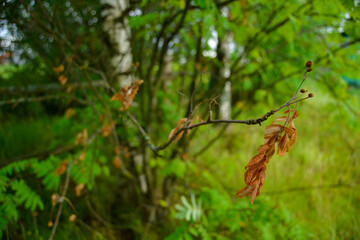 A withered dead branch on a tree.
