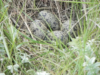 egg in the grass