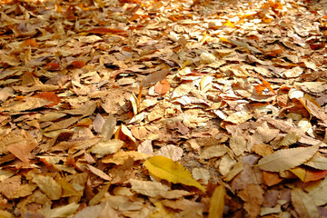 autumn leaves on the ground