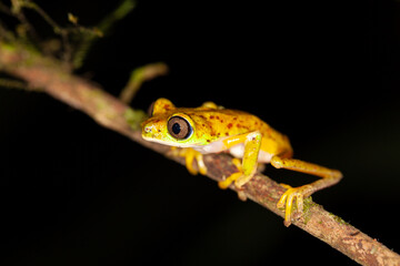Lemur Laubfrosch, lemur leaf frog
