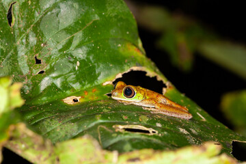 Lemur Laubfrosch, lemur leaf frog
