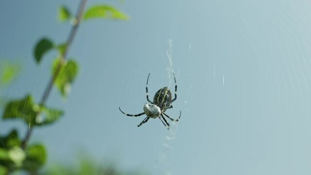 Argiope bruennichi. The predatory wasp spider entangles its prey in a web.