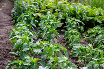 vegetable garden on the farm, organic products. Selective focus